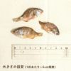 鯛1匹あたりの大きさは5cm程度です
