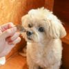 高知産 豆鯛の煮干しを前にマテ中のスタッフ犬ホニ