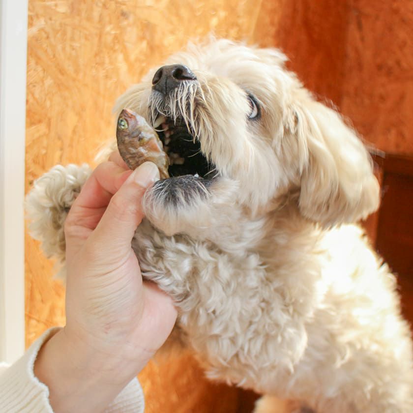 高知産 豆鯛の煮干しに食らいついているスタッフ犬ホニ