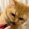 【無添加 国産】うなぎのかぶと焼き 50g