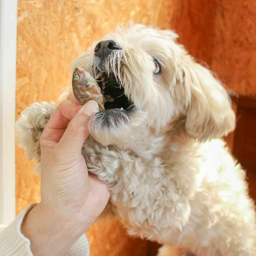 【国産 無添加】高知産 豆鯛の煮干し 80g