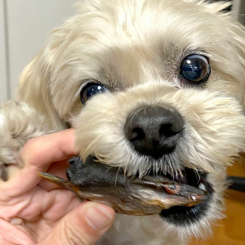 うなぎのかぶと焼き 50g×5個セット