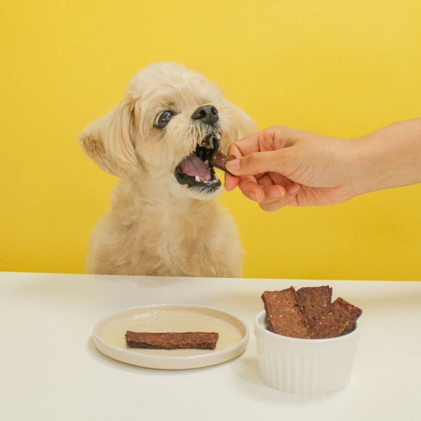 馬サクサクチップスを食べるスタッフ犬ホニ