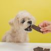 馬ホルモンMIXチップスを食べるスタッフ犬ホニ