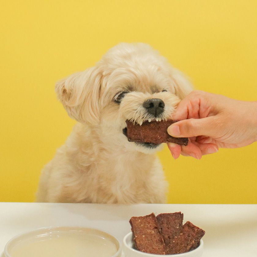 カンガルーサクサクチップスを食べるスタッフ犬ホニ