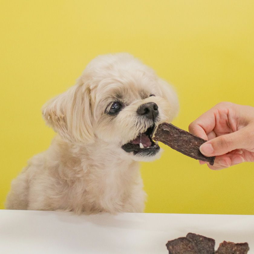 鹿サクサクチップスを食べるスタッフ犬ホニ