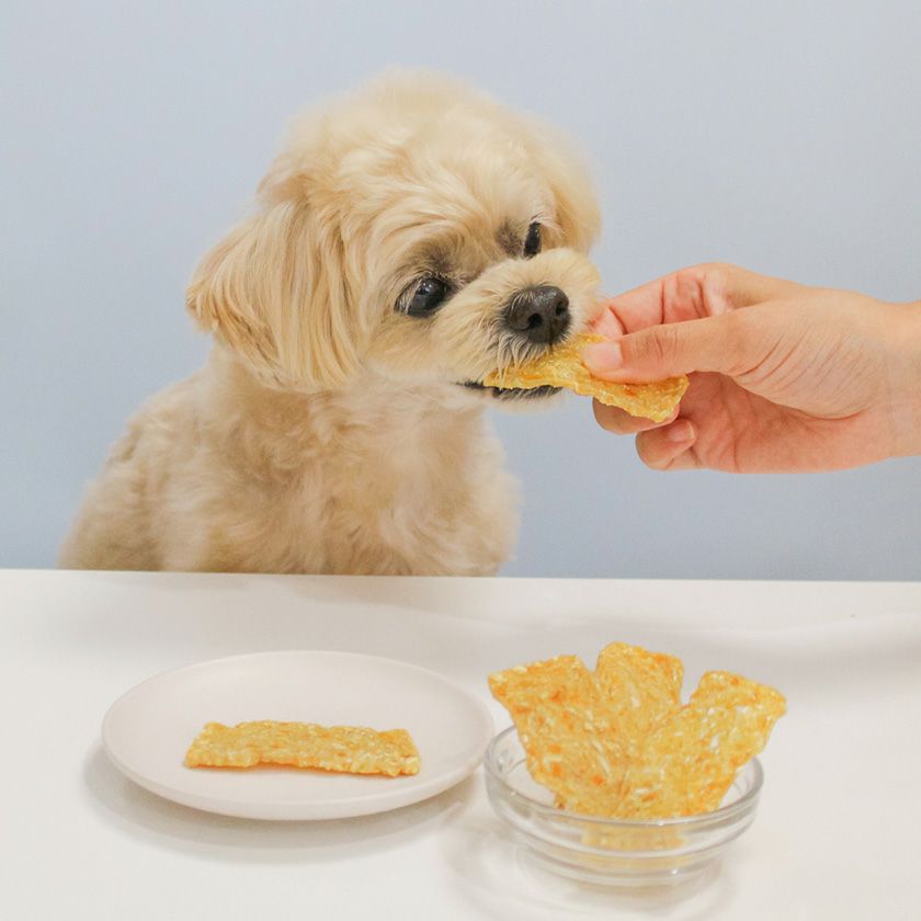 サメ軟骨MIXチップスを食べるスタッフ犬ホニ