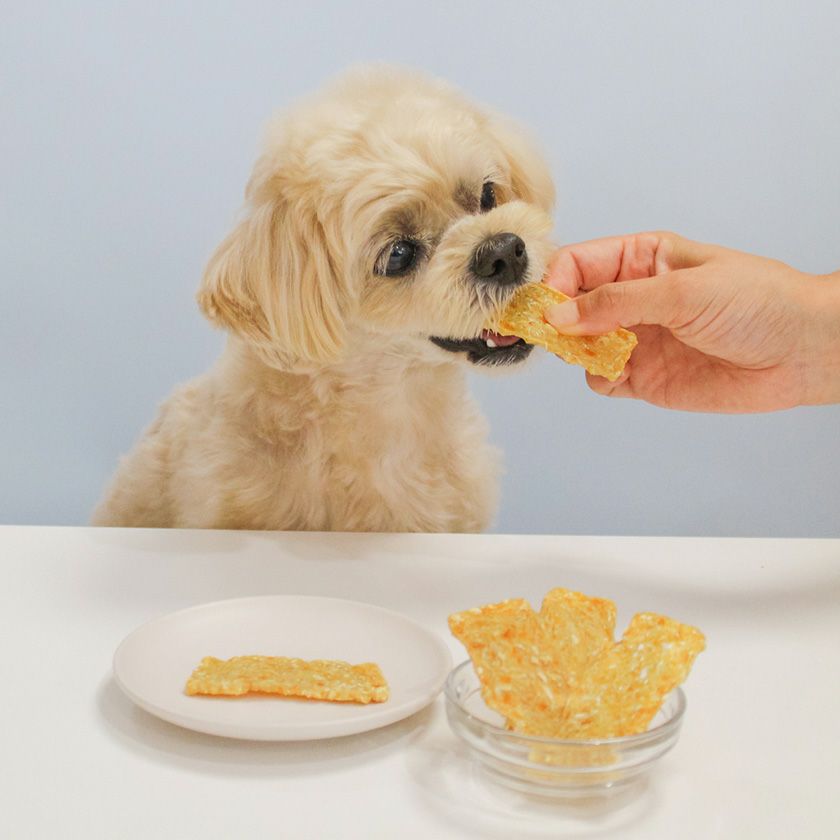 サメ軟骨MIXチップスを食べるスタッフ犬ホニ