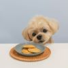 サメチップを見つめるスタッフ犬ホニ