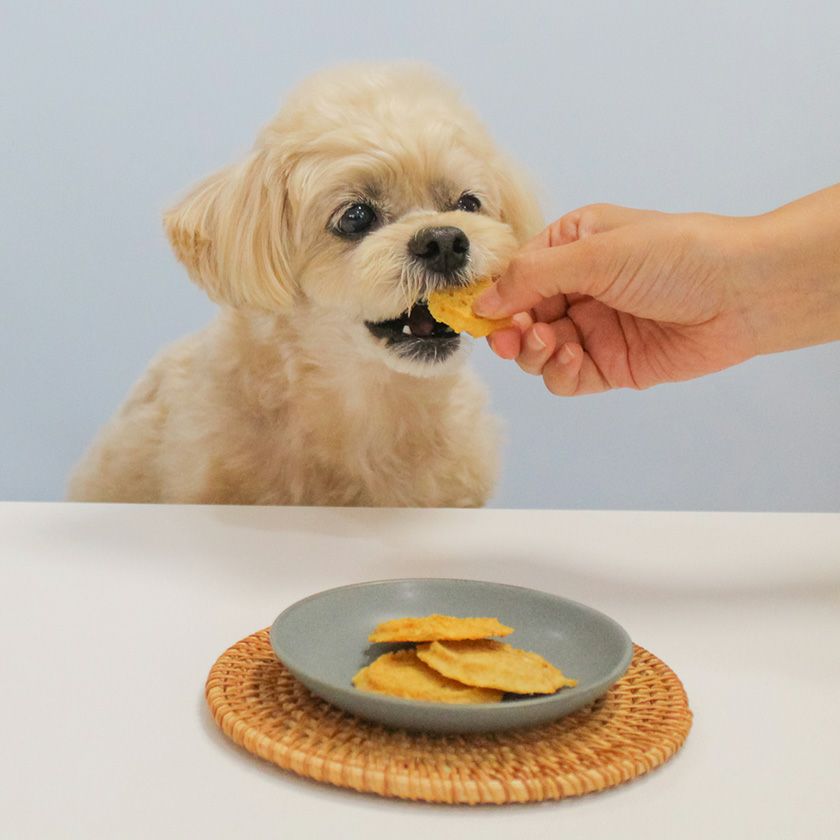 サメチップを食べるスタッフ犬ホニ