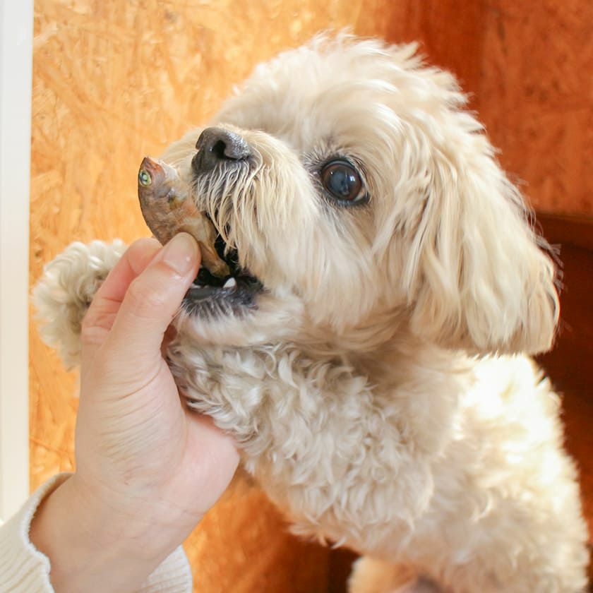 高知産 豆鯛の煮干し 80g×5個セット